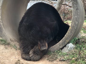 秋吉台自然動物公園 サファリランドに投稿された画像（2020/12/13）