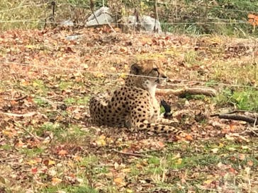 秋吉台自然動物公園 サファリランドに投稿された画像（2020/12/13）