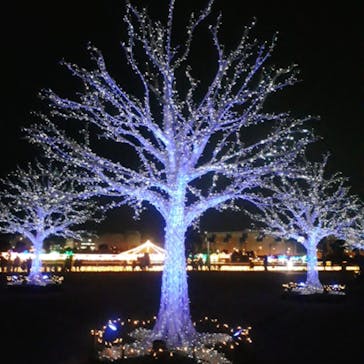 東京メガイルミに投稿された画像（2020/12/13）