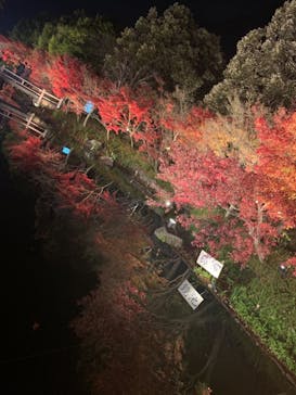 なばなの里に投稿された画像（2020/12/13）