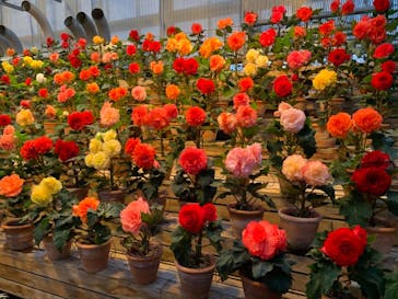 なばなの里に投稿された画像（2020/12/13）