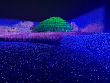 なばなの里に投稿された画像（2020/12/13）