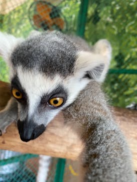 那須ワールドモンキーパークに投稿された画像（2020/12/13）