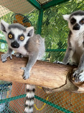 那須ワールドモンキーパークに投稿された画像（2020/12/13）