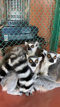 那須ワールドモンキーパークに投稿された画像（2020/12/13）