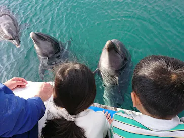 うみたま体験パーク 「つくみイルカ島」に投稿された画像（2020/12/13）