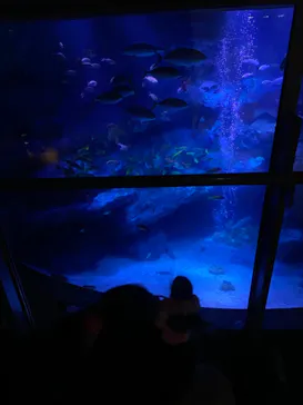 すみだ水族館に投稿された画像（2020/12/13）
