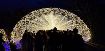 なばなの里に投稿された画像（2020/12/13）