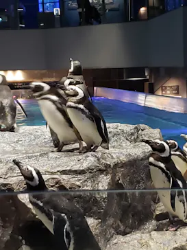 すみだ水族館に投稿された画像（2020/12/13）