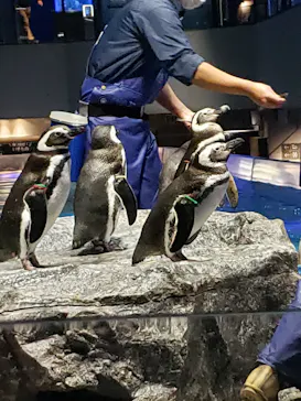 すみだ水族館に投稿された画像（2020/12/13）