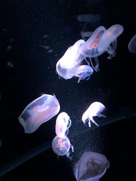 京都水族館に投稿された画像（2020/12/14）