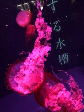 京都水族館に投稿された画像（2020/12/14）