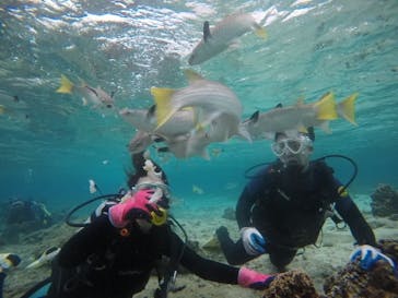 武藤潜水に投稿された画像（2020/12/14）