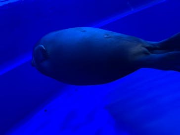 サンシャイン水族館に投稿された画像（2020/12/14）