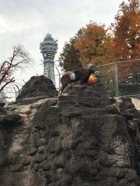 天王寺動物園に投稿された画像（2020/12/14）