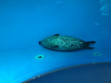 しながわ水族館に投稿された画像（2020/12/14）