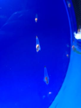 しながわ水族館に投稿された画像（2020/12/14）