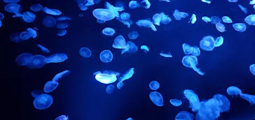 すみだ水族館に投稿された画像（2020/12/14）