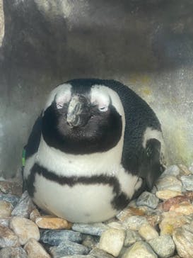 京都水族館に投稿された画像（2020/12/14）