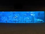 大分マリーンパレス水族館 「うみたまご」に投稿された画像（2020/12/14）