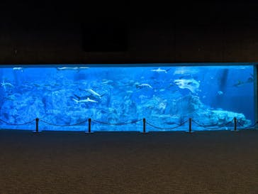 大分マリーンパレス水族館 「うみたまご」に投稿された画像（2020/12/14）