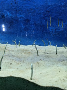 大分マリーンパレス水族館 「うみたまご」に投稿された画像（2020/12/14）