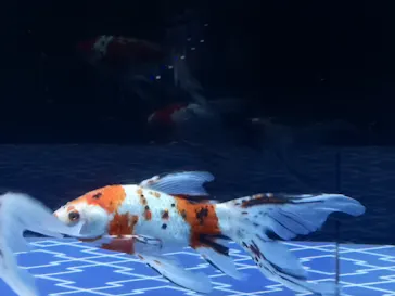 すみだ水族館に投稿された画像（2020/12/14）