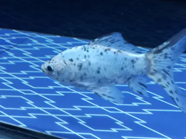 すみだ水族館に投稿された画像（2020/12/14）