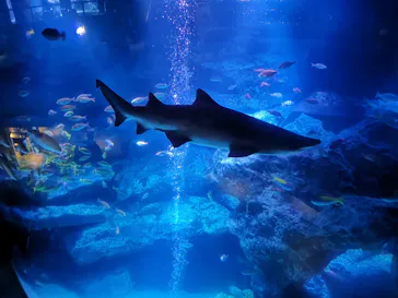 すみだ水族館に投稿された画像（2020/12/14）