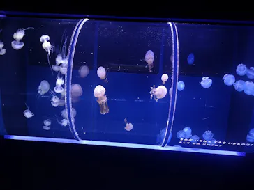 すみだ水族館に投稿された画像（2020/12/14）