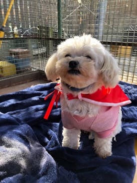 しろとり動物園に投稿された画像（2020/12/14）