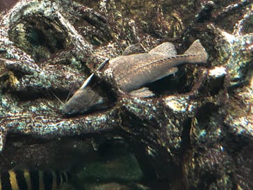 サンシャイン水族館に投稿された画像（2020/12/14）