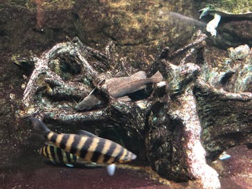 サンシャイン水族館に投稿された画像（2020/12/14）