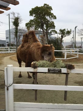 神戸どうぶつ王国に投稿された画像（2020/12/14）