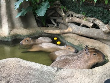 神戸どうぶつ王国に投稿された画像（2020/12/14）