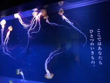 すみだ水族館に投稿された画像（2020/12/14）