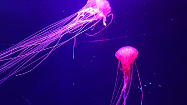 すみだ水族館に投稿された画像（2020/12/14）