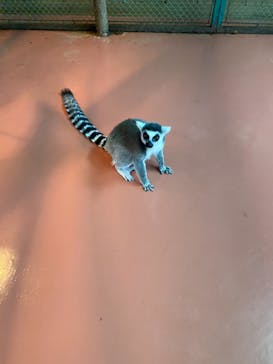 那須ワールドモンキーパークに投稿された画像（2020/12/14）