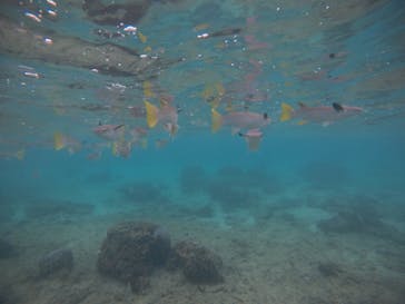 武藤潜水に投稿された画像（2020/12/15）