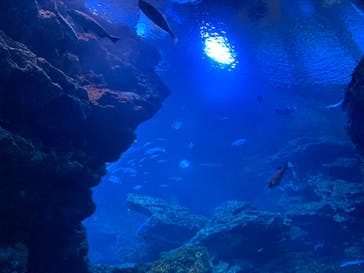 京都水族館に投稿された画像（2020/12/15）