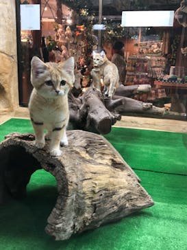 那須どうぶつ王国に投稿された画像（2020/12/15）