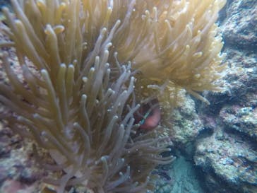 武藤潜水に投稿された画像（2020/12/15）