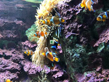 サンシャイン水族館に投稿された画像（2020/12/15）