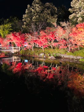 なばなの里に投稿された画像（2020/12/15）