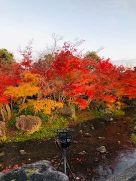 なばなの里に投稿された画像（2020/12/15）