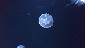 サンシャイン水族館に投稿された画像（2020/12/15）