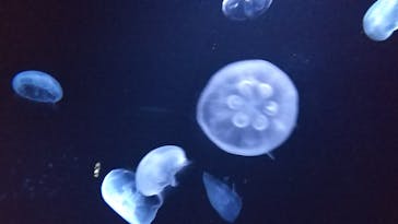 サンシャイン水族館に投稿された画像（2020/12/15）