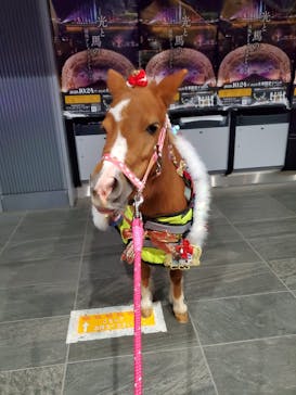 東京メガイルミに投稿された画像（2020/12/15）