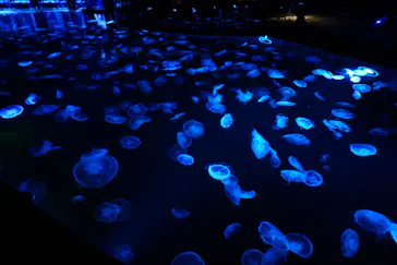 すみだ水族館に投稿された画像（2020/12/15）