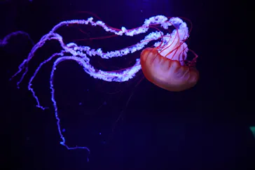 すみだ水族館に投稿された画像（2020/12/15）